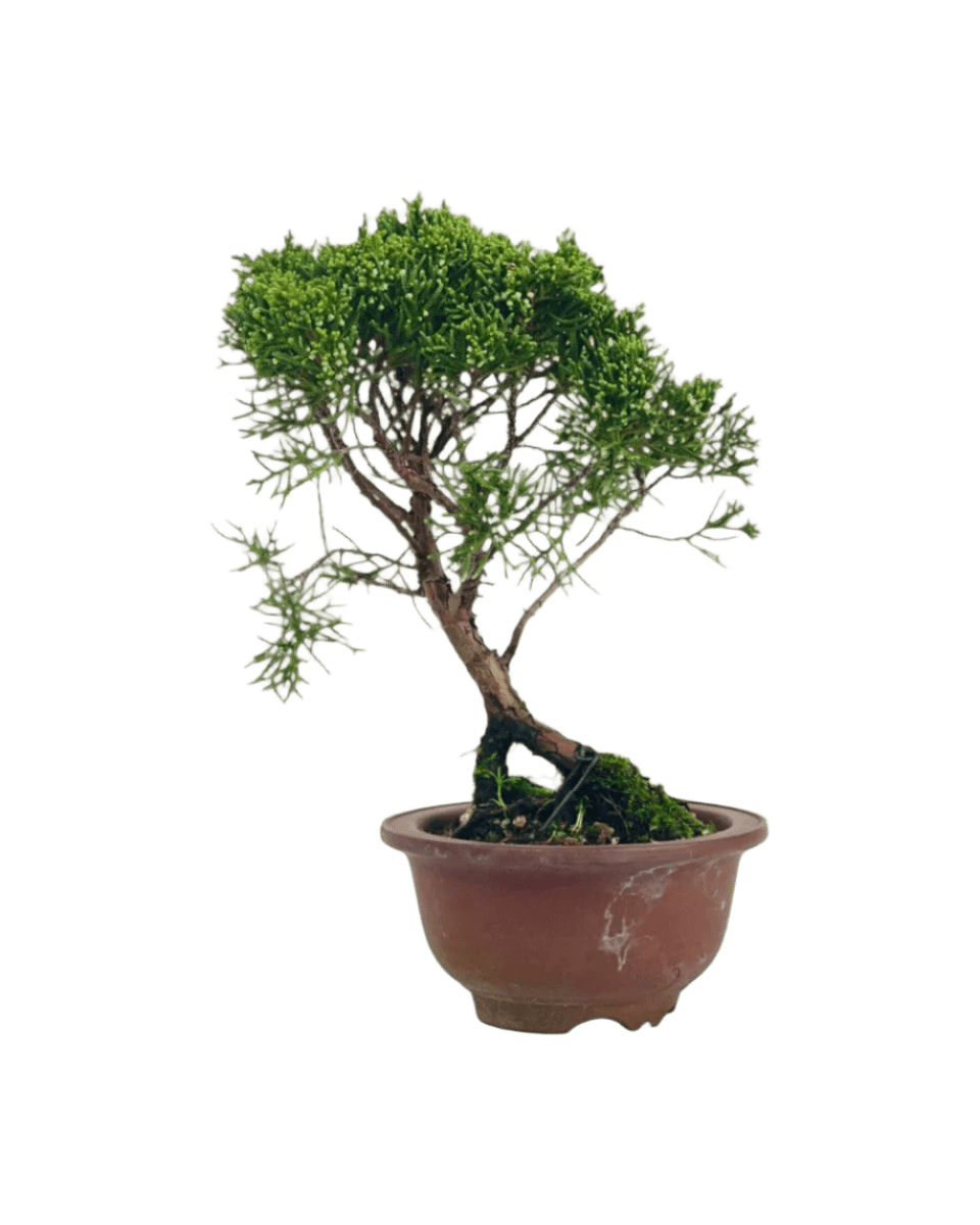 Shinpaku Bonsai - variant 4 - Potted plant - Tumbleweed Plants - Online Plant Delivery Singapore