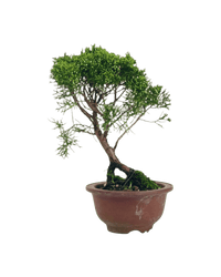 Shinpaku Bonsai - variant 4 - Potted plant - Tumbleweed Plants - Online Plant Delivery Singapore