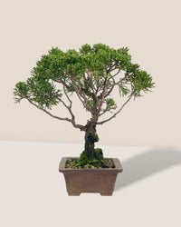 Shinpaku Bonsai - variant 4 - Potted plant - Tumbleweed Plants - Online Plant Delivery Singapore