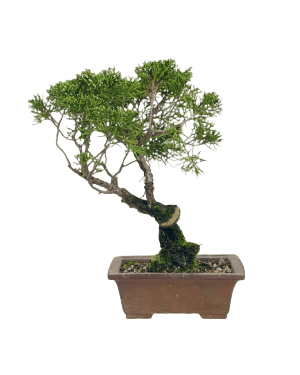 Shinpaku Bonsai - variant 4 - Potted plant - Tumbleweed Plants - Online Plant Delivery Singapore