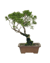 Shinpaku Bonsai - variant 4 - Potted plant - Tumbleweed Plants - Online Plant Delivery Singapore