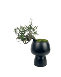 Shinpaku Bonsai - variant 6 - Potted plant - Tumbleweed Plants - Online Plant Delivery Singapore