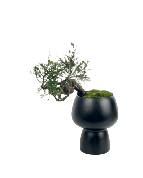 Shinpaku Bonsai - variant 6 - Potted plant - Tumbleweed Plants - Online Plant Delivery Singapore