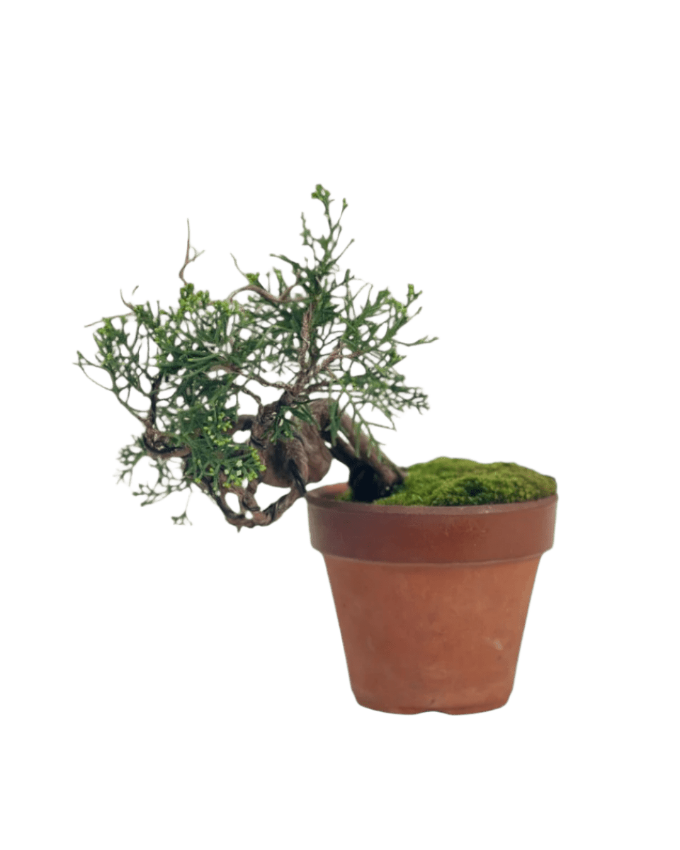 Shinpaku Bonsai - variant 6 - Potted plant - Tumbleweed Plants - Online Plant Delivery Singapore