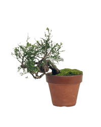 Shinpaku Bonsai - variant 6 - Potted plant - Tumbleweed Plants - Online Plant Delivery Singapore