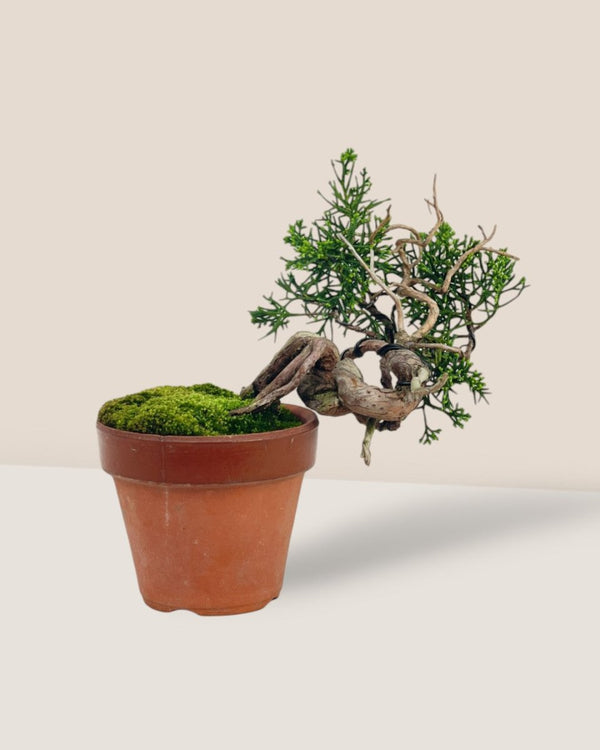 Shinpaku Bonsai - variant 6 - Potted plant - Tumbleweed Plants - Online Plant Delivery Singapore