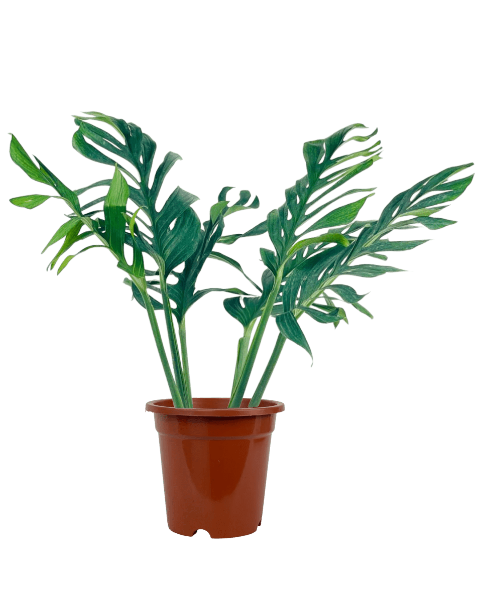 monstera siam plant Siam Monstera