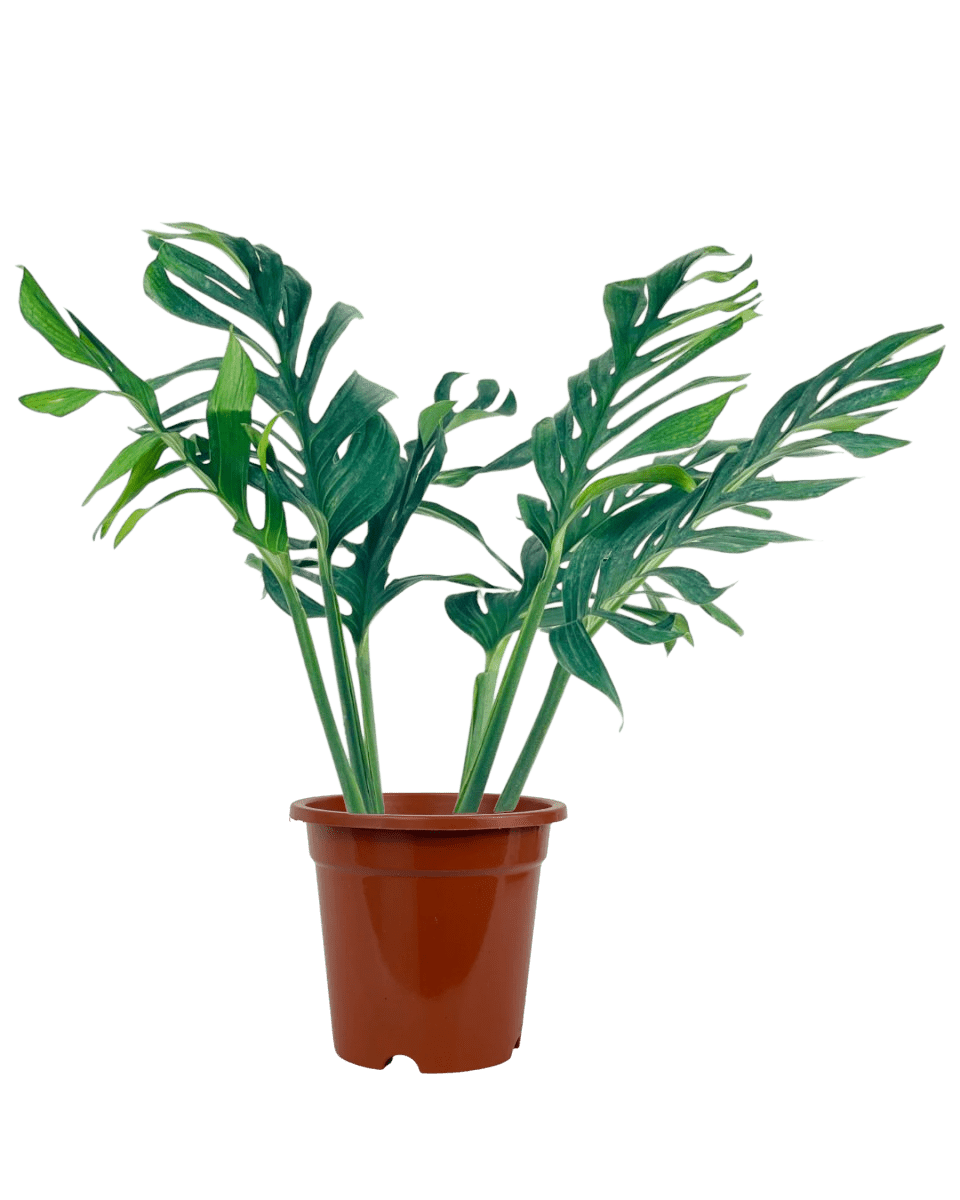 Siam Monstera - Potted plant - POTT - SIAM - GRW - 6303 - Tumbleweed Plants - Online Plant Delivery Singapore