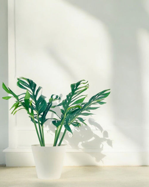 Siam Monstera - Potted plant - POTT - SIAM - GRW - 6303 - Tumbleweed Plants - Online Plant Delivery Singapore