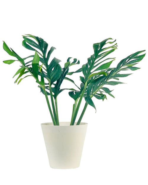 Siam Monstera - grow pot - Potted plant - Tumbleweed Plants - Online Plant Delivery Singapore