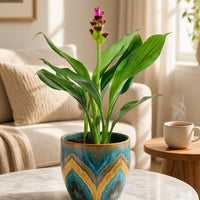 Siam Tulip Curcuma