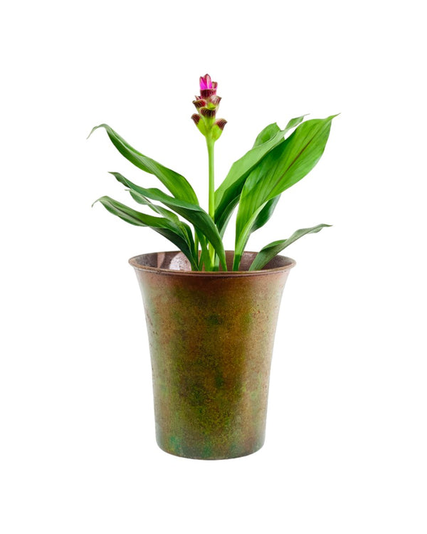 Siam Tulip - grow pot - Potted plant - Tumbleweed Plants - Online Plant Delivery Singapore