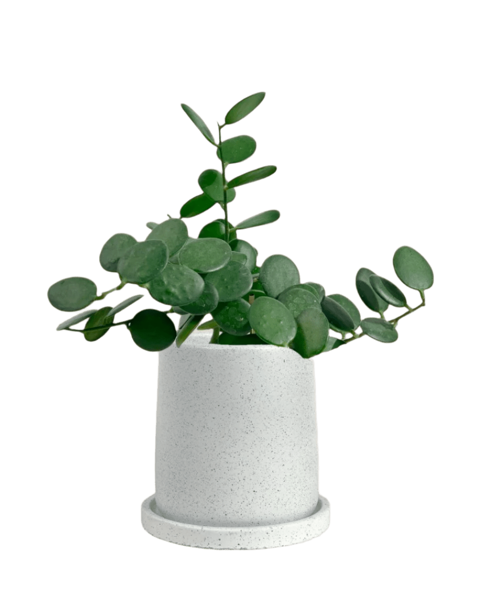 Silver Dollar Vine - brindle pot - standard/white - Potted plant - Tumbleweed Plants - Online Plant Delivery Singapore