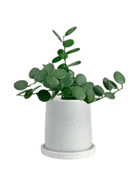 Silver Dollar Vine - brindle pot - standard/white - Potted plant - Tumbleweed Plants - Online Plant Delivery Singapore