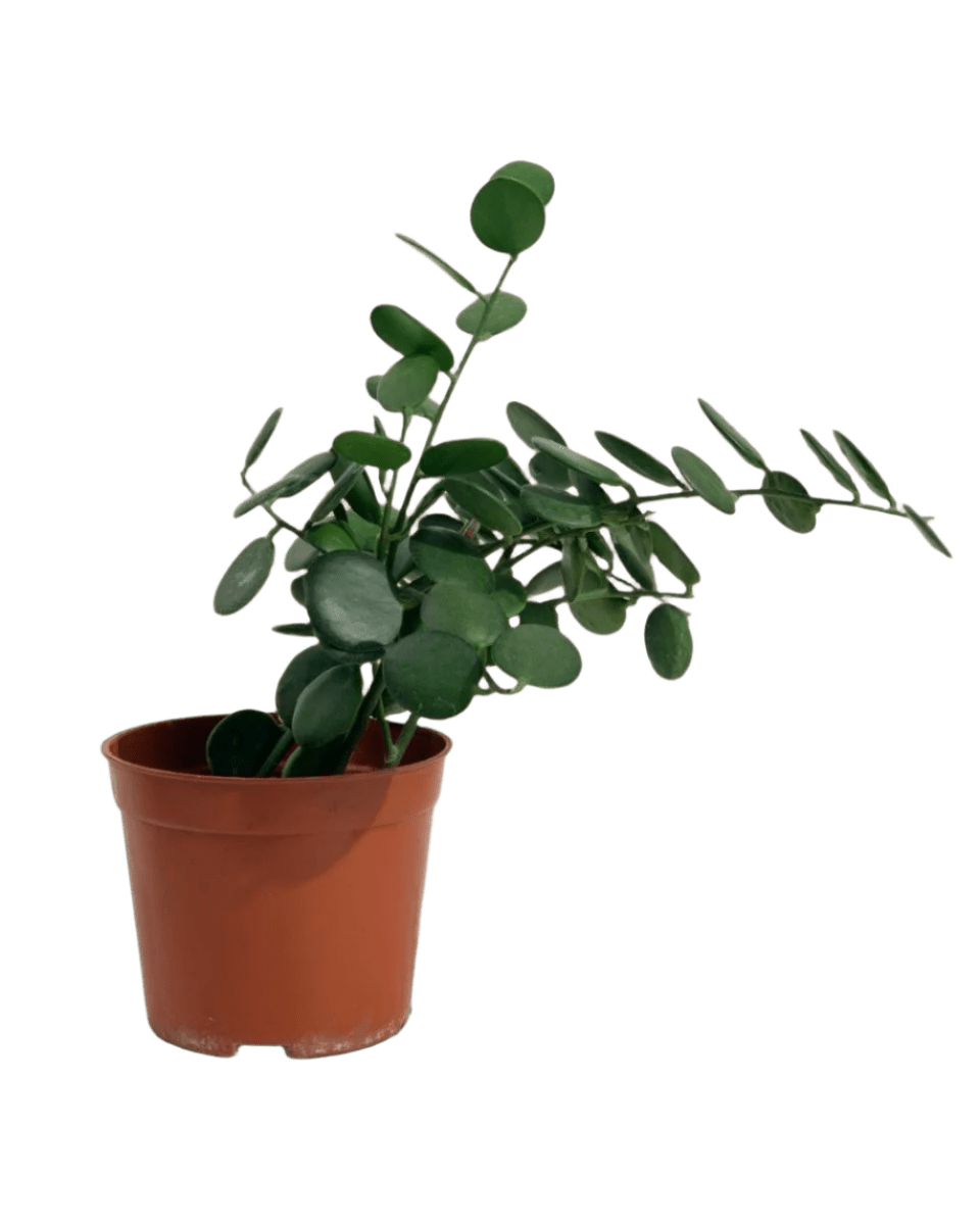 Silver Dollar Vine - grow pot - Potted plant - Tumbleweed Plants - Online Plant Delivery Singapore