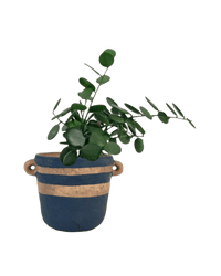 Silver Dollar Vine - portafino planter - black - Potted plant - Tumbleweed Plants - Online Plant Delivery Singapore