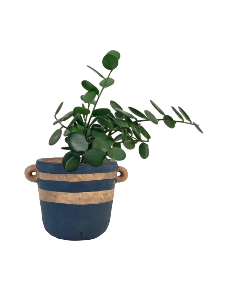 Silver Dollar Vine - portafino planter - black - Potted plant - Tumbleweed Plants - Online Plant Delivery Singapore