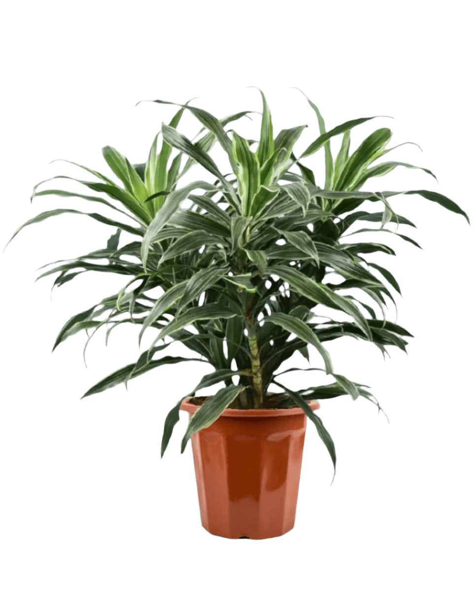 Silver Striped Dracaena in a grow pot