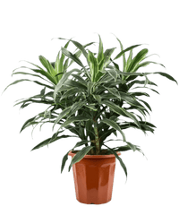 Silver Striped Dracaena in a grow pot