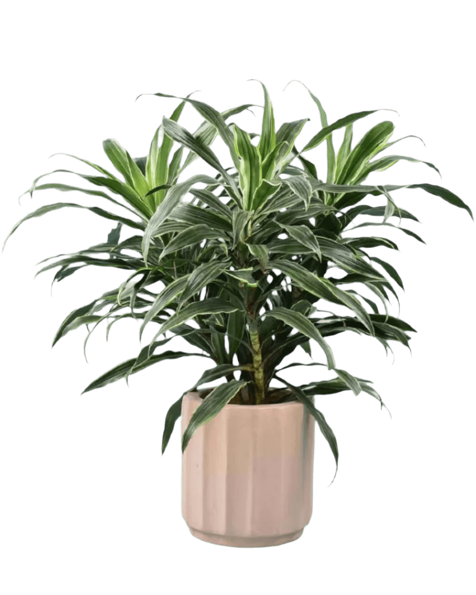 Silver Striped Dracaena paired with Roman Planter Almond