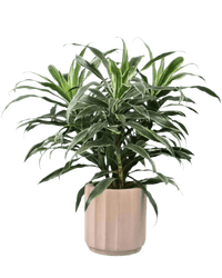 Silver Striped Dracaena paired with Roman Planter Almond