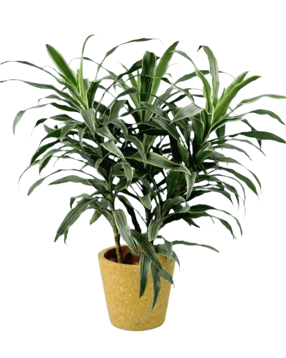 Silver Striped Dracaena paired with Terrazzo Pot Yellow