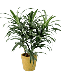 Silver Striped Dracaena paired with Terrazzo Pot Yellow