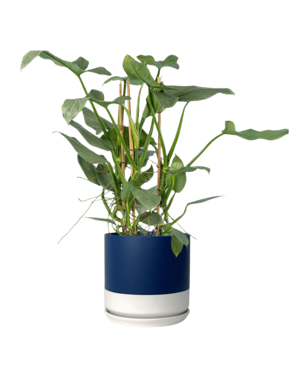 blue white two tone pot