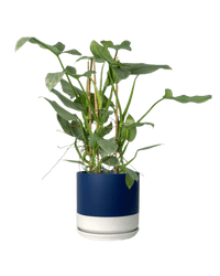 Silver Sword Philodendron - Potted plant - POTT - SILV - BLW - 3906 - Tumbleweed Plants - Online Plant Delivery Singapore