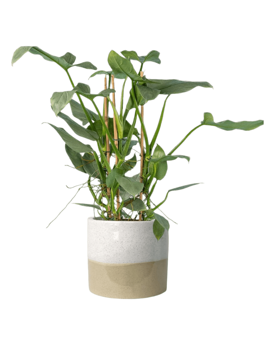 cream two tone planter