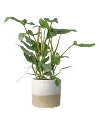 Silver Sword Philodendron - Potted plant - POTT - SILV - CRM - 3905 - Tumbleweed Plants - Online Plant Delivery Singapore