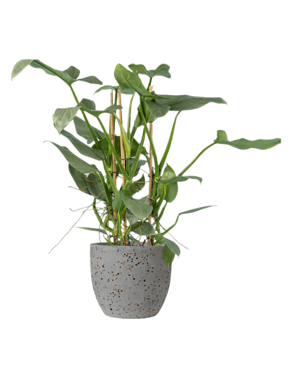 Silver Sword Philodendron - Potted plant - JUST - SILV - TRR - 1946 - Tumbleweed Plants - Online Plant Delivery Singapore