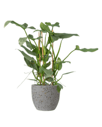 Silver Sword Philodendron - Potted plant - JUST - SILV - TRR - 1946 - Tumbleweed Plants - Online Plant Delivery Singapore