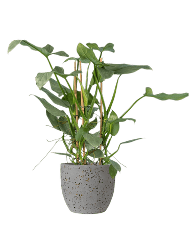 Silver Sword Philodendron