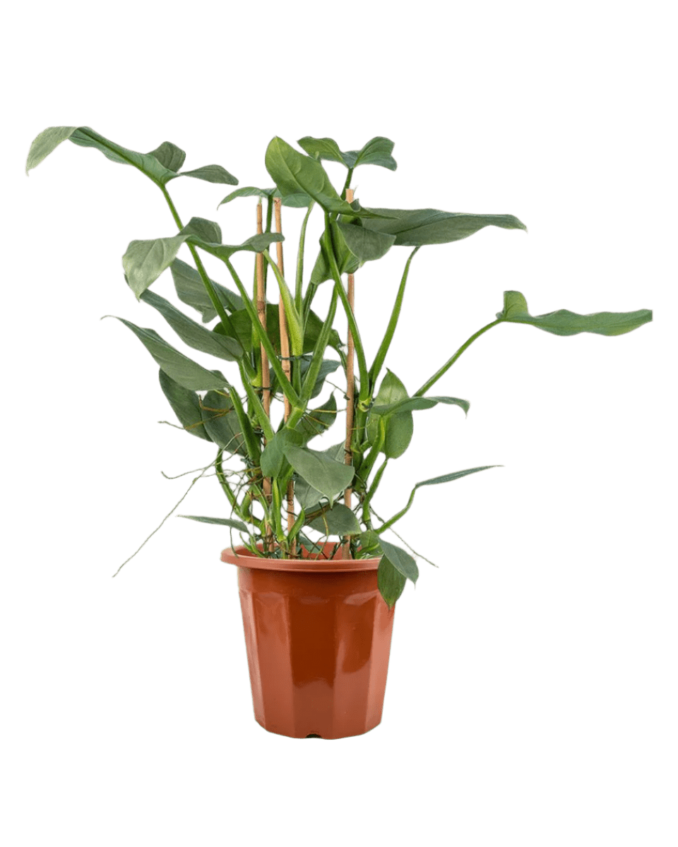 Silver Sword Philodendron - Potted plant - JUST - SILV - PLS - 1947 - Tumbleweed Plants - Online Plant Delivery Singapore