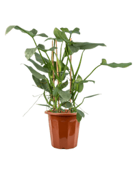 Silver Sword Philodendron - Potted plant - JUST - SILV - PLS - 1947 - Tumbleweed Plants - Online Plant Delivery Singapore