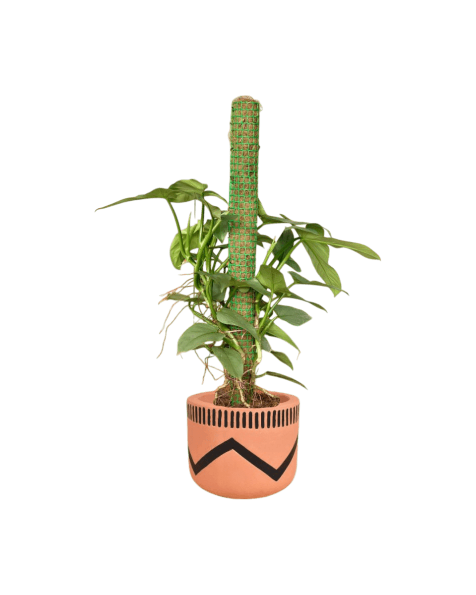 Silver Sword Philodendron with cocostick - Potted plant - POTT - SILV - BLW - 4679 - Tumbleweed Plants - Online Plant Delivery Singapore