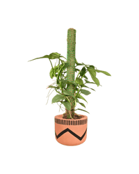 Silver Sword Philodendron with cocostick - Potted plant - POTT - SILV - BLW - 4679 - Tumbleweed Plants - Online Plant Delivery Singapore