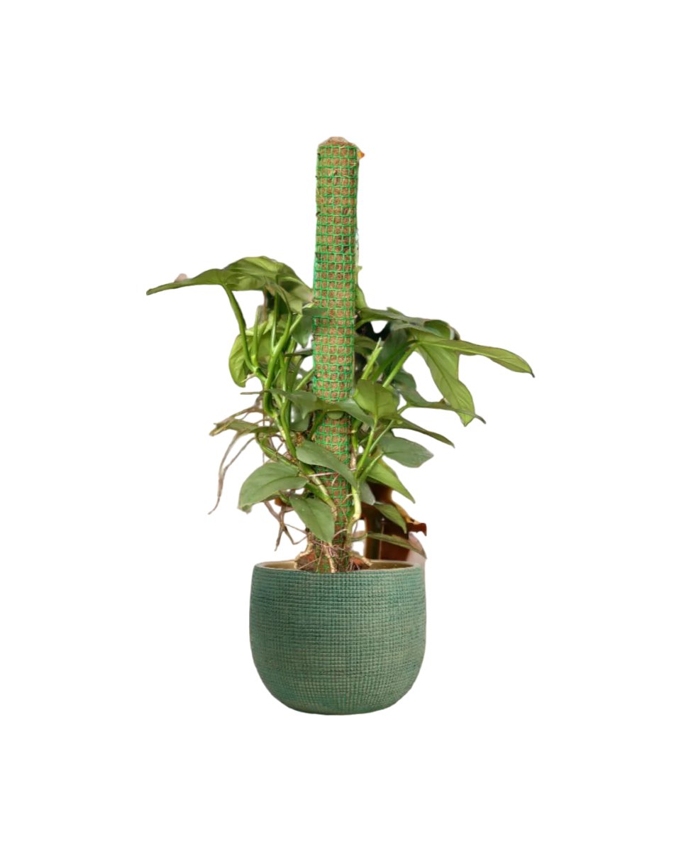 Silver Sword Philodendron with cocostick - egg pot - extra large/pink - Potted plant - Tumbleweed Plants - Online Plant Delivery Singapore