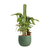 Silver Sword Philodendron with cocostick