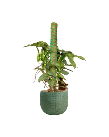 Silver Sword Philodendron with cocostick