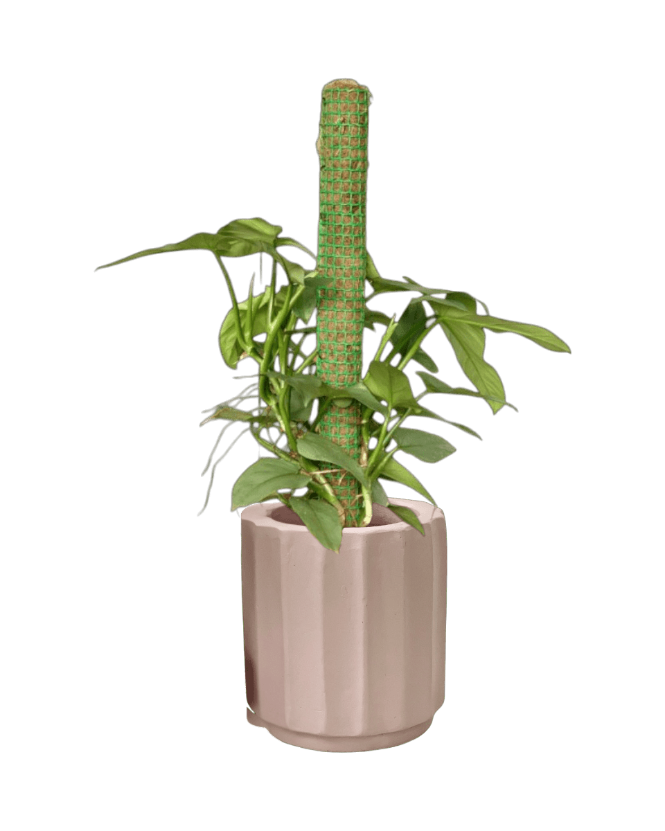 Silver Sword Philodendron with cocostick - Potted plant - POTT - SILV - GGP - 4677 - Tumbleweed Plants - Online Plant Delivery Singapore