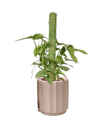 Silver Sword Philodendron with cocostick - Potted plant - POTT - SILV - GGP - 4677 - Tumbleweed Plants - Online Plant Delivery Singapore