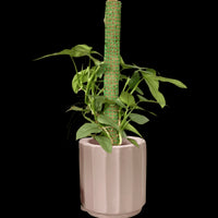 Silver Sword Philodendron with cocostick