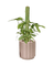 Silver Sword Philodendron with cocostick