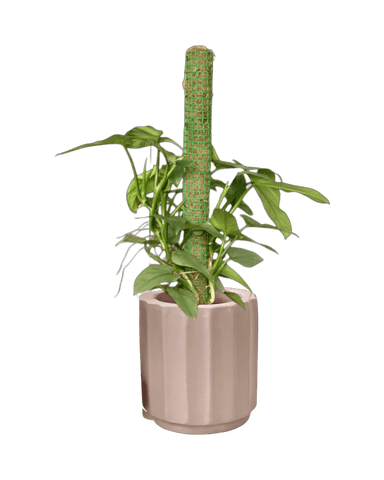 Silver Sword Philodendron with cocostick