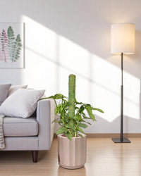 Silver Sword Philodendron with cocostick - Potted plant - POTT - SILV - GGP - 4677 - Tumbleweed Plants - Online Plant Delivery Singapore
