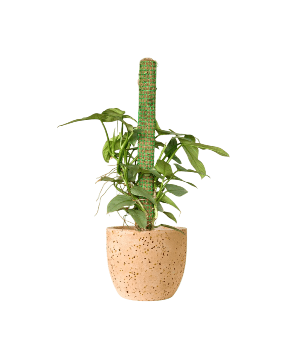 Silver Sword Philodendron with cocostick - Potted plant - POTT - SILV - GGP - 4677 - Tumbleweed Plants - Online Plant Delivery Singapore