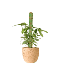 Silver Sword Philodendron with cocostick - Potted plant - POTT - SILV - GGP - 4677 - Tumbleweed Plants - Online Plant Delivery Singapore