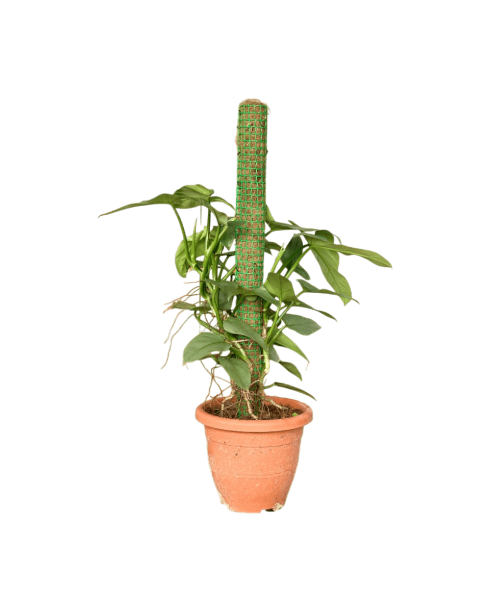 Silver Sword Philodendron with cocostick - Potted plant - POTT - SILV - GRW - 4680 - Tumbleweed Plants - Online Plant Delivery Singapore